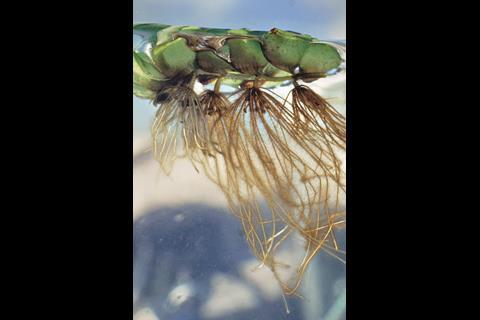 Floating fern Salvinia molesta - Figure 1a - Full image